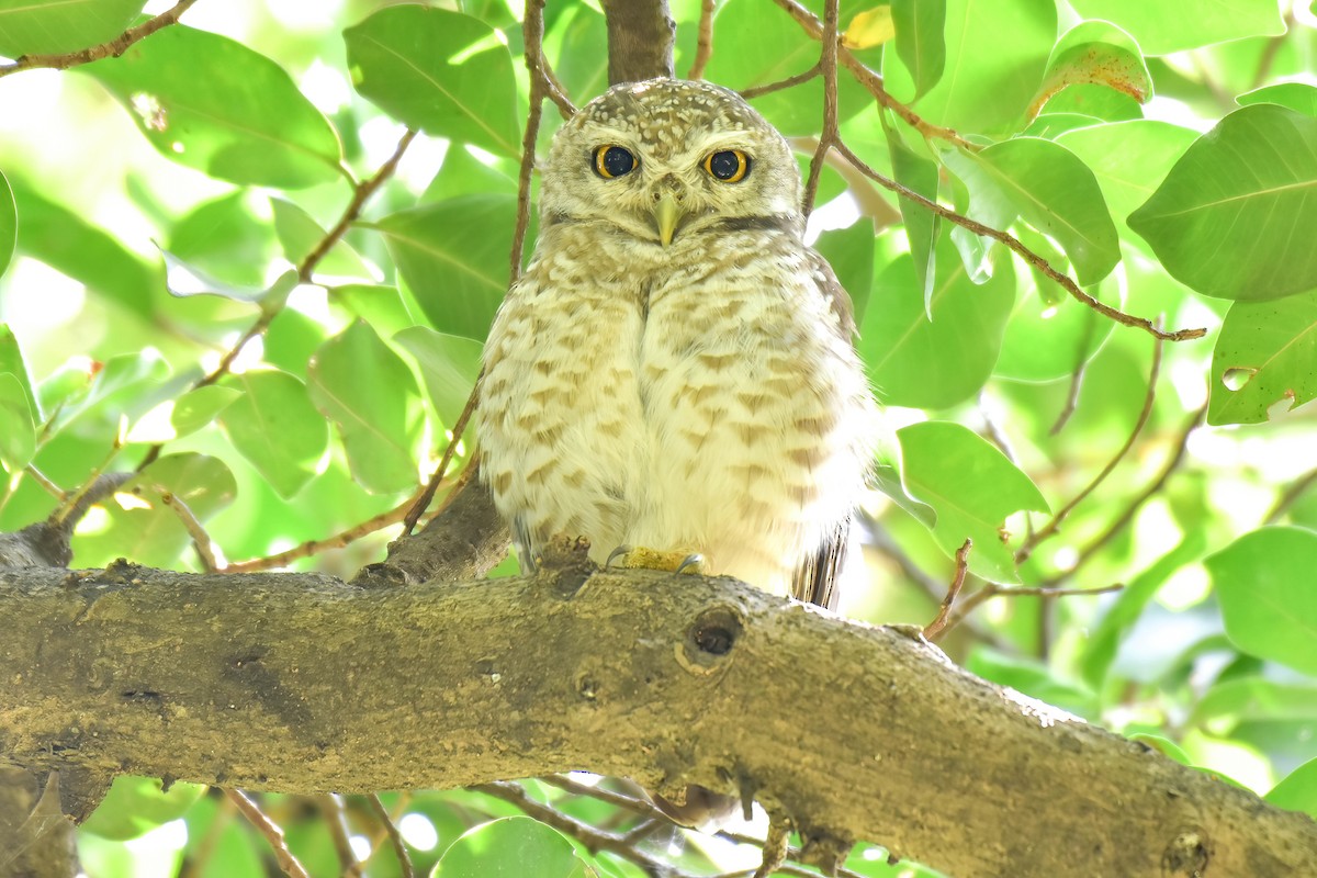 Brahmakauz - ML646167000