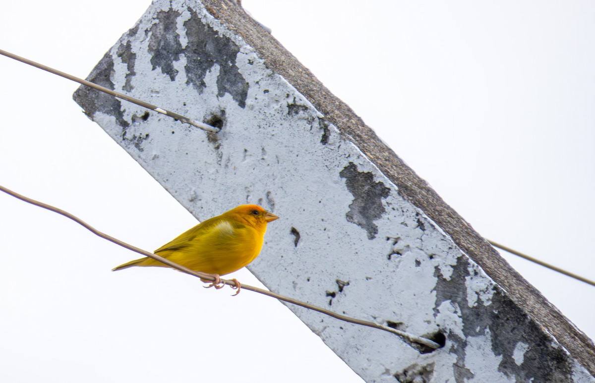 Orange-fronted Yellow-Finch - ML646167002