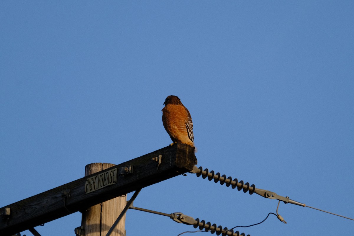 káně páskovaná - ML646167004