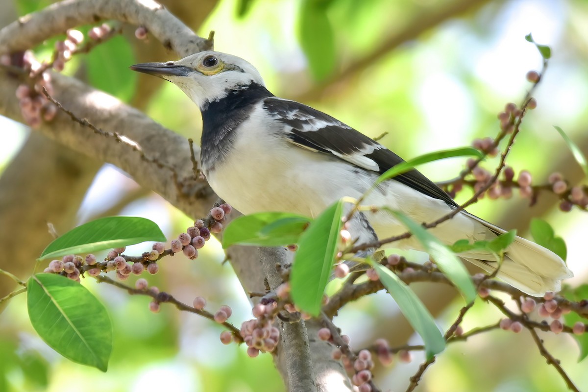 Schwarzhalsstar - ML646167007