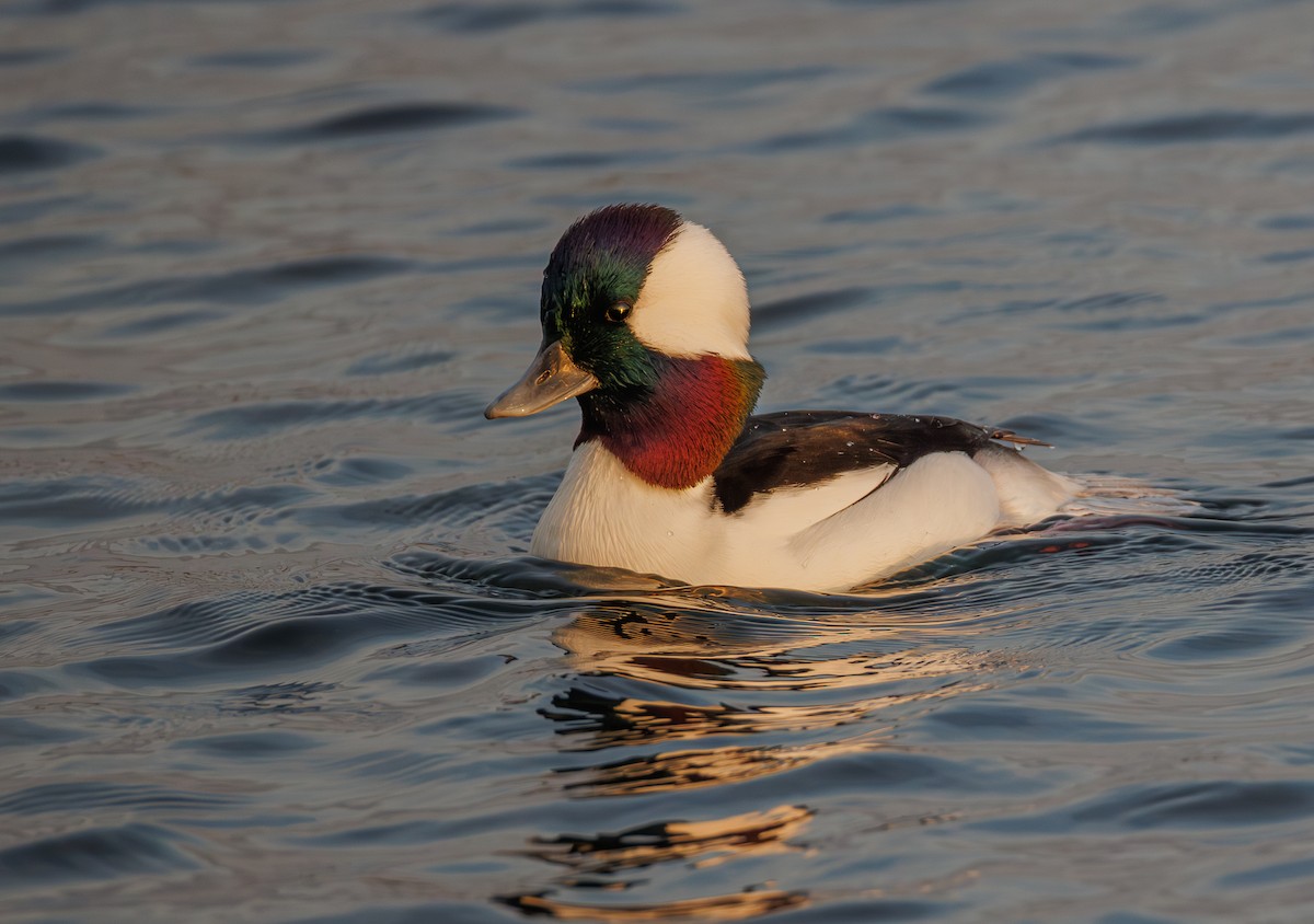 Bufflehead - ML646167008