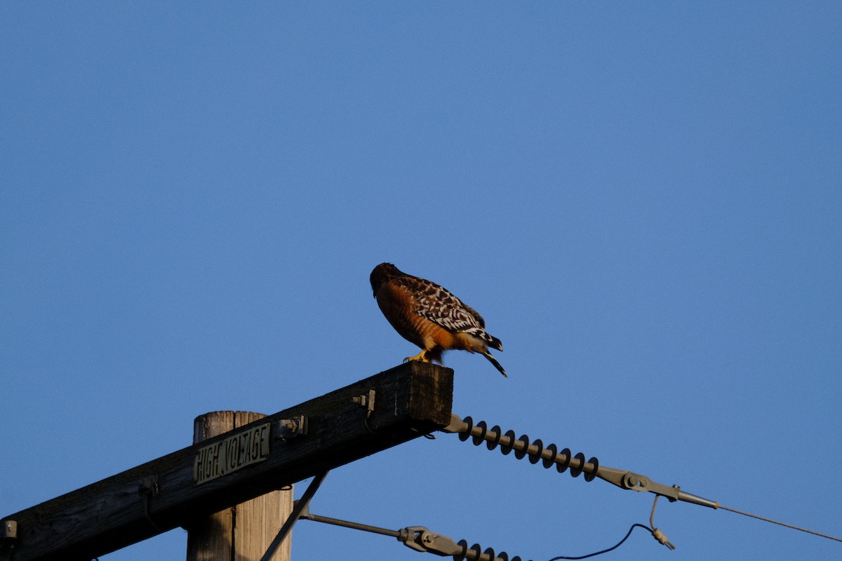 káně páskovaná - ML646167011