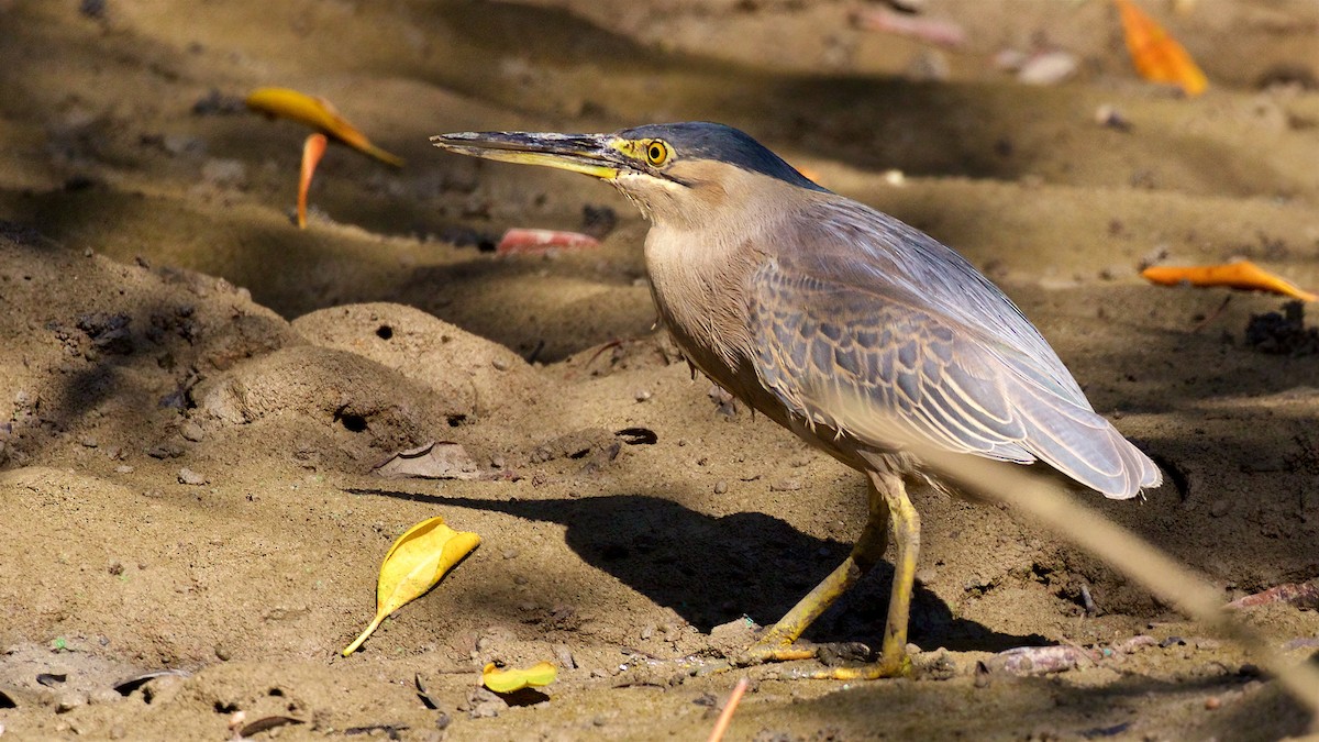 Little Heron - ML646167012