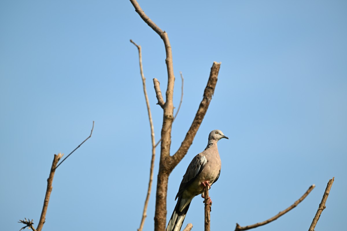 Spotted Dove - ML646167014