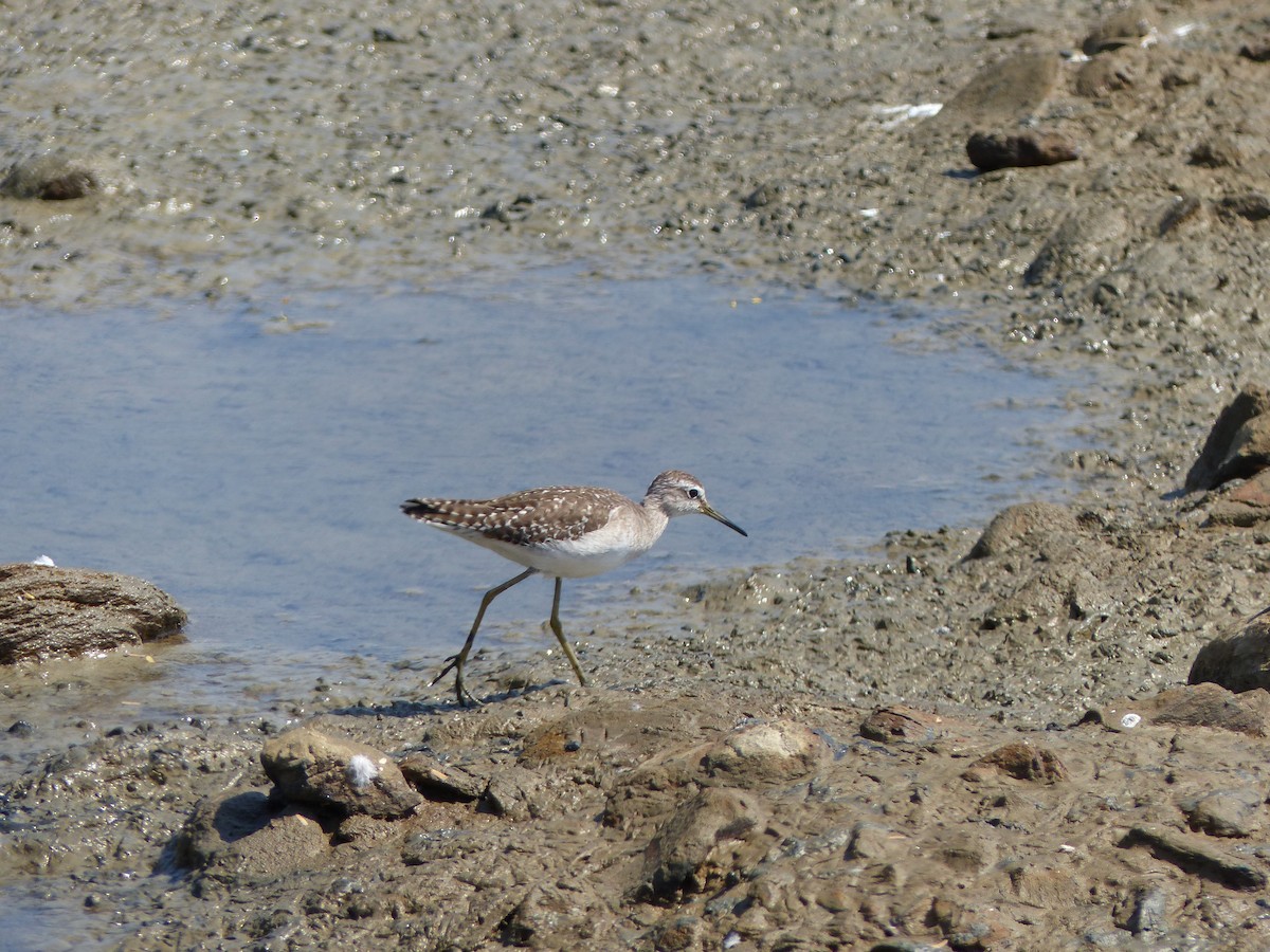 vodouš bahenní - ML646167017