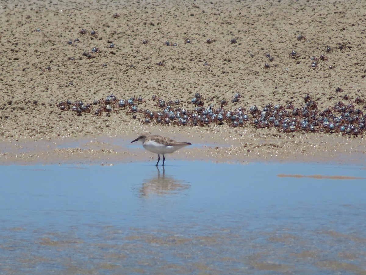 Rotkehl-Strandläufer - ML646167018
