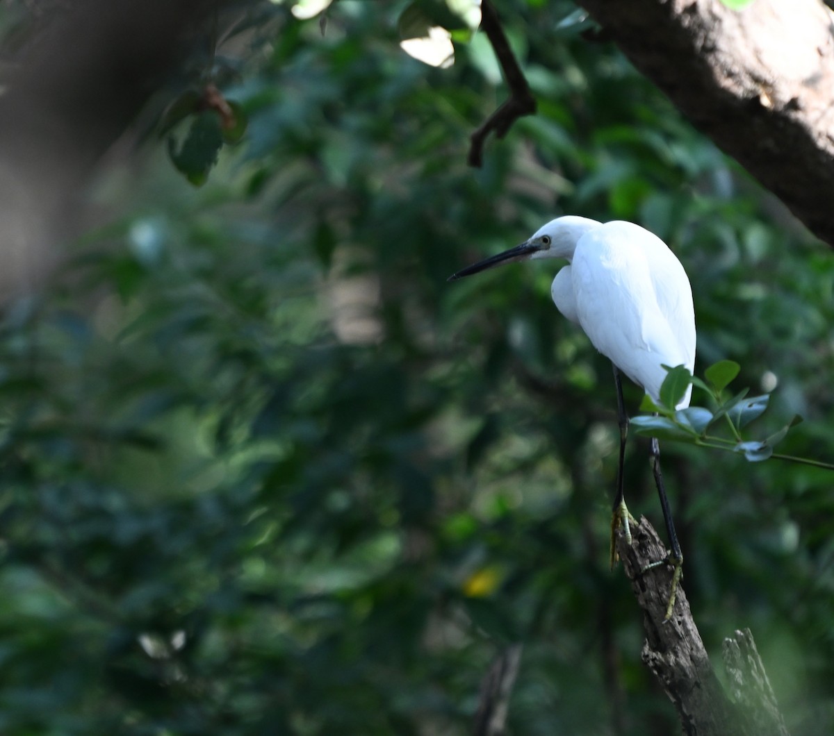 Seidenreiher - ML646167020