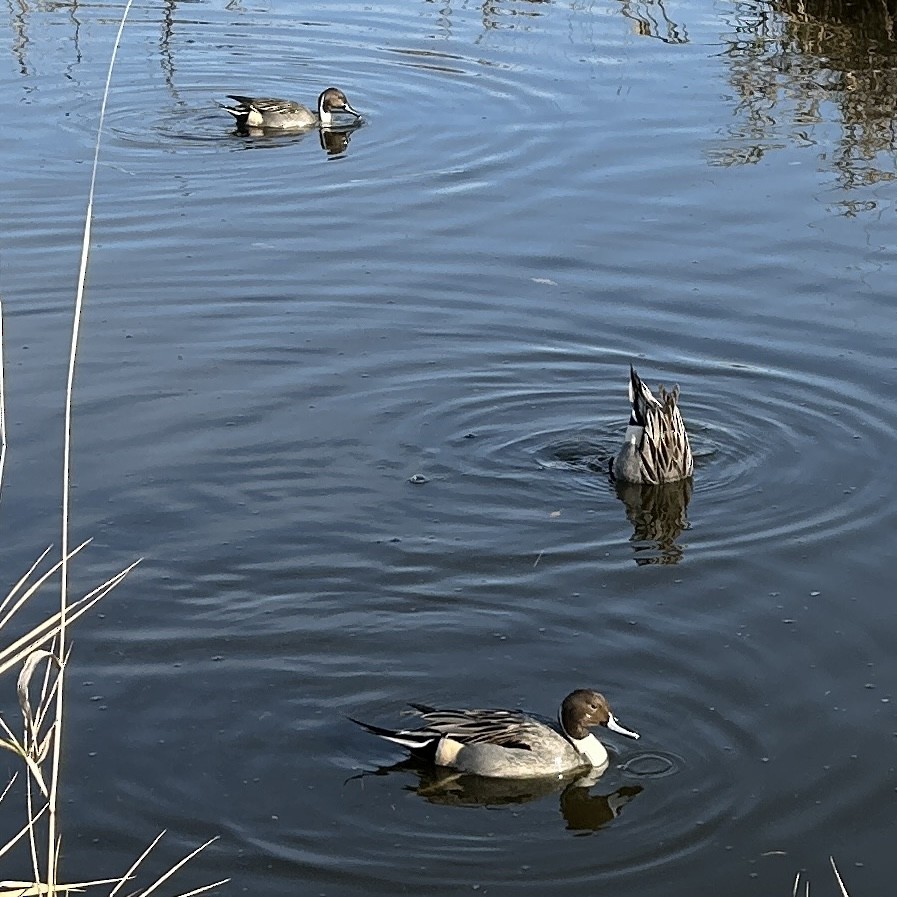 Spießente - ML646167021