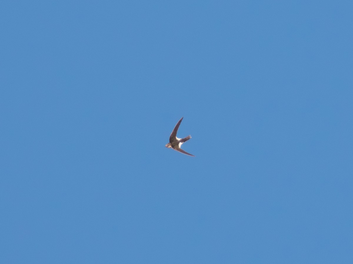 Weißbrustsegler - ML646167023