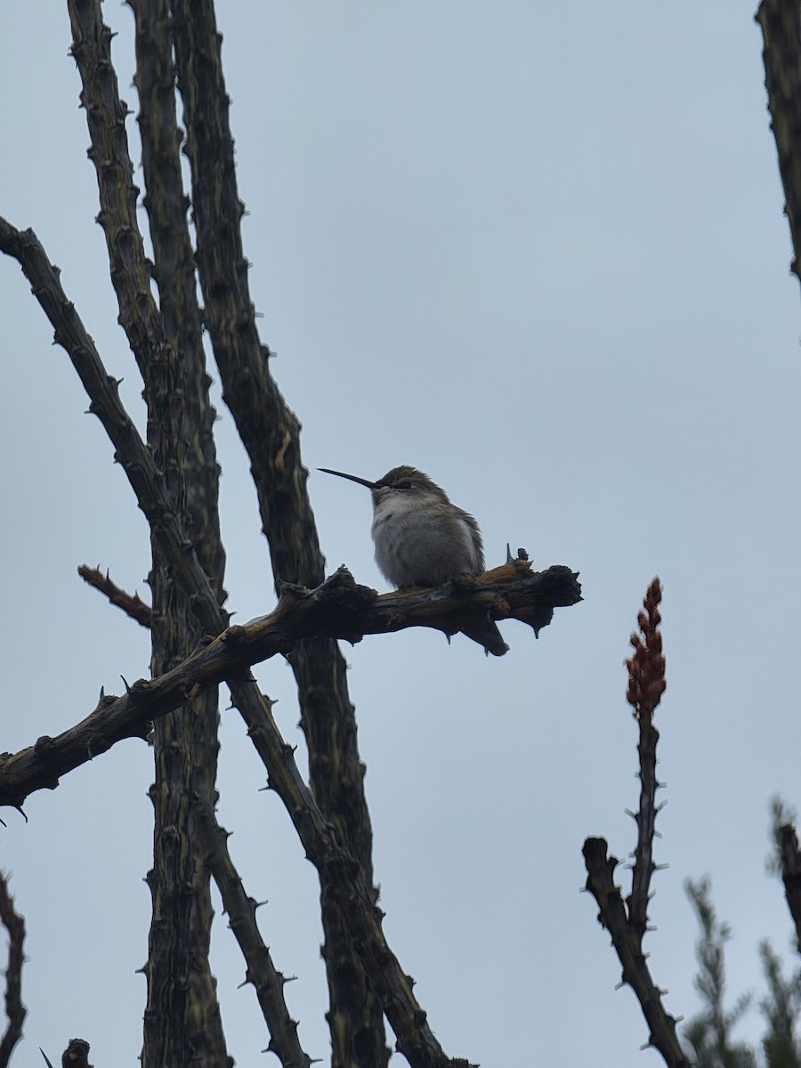 Veilchenkopfelfe - ML646167024