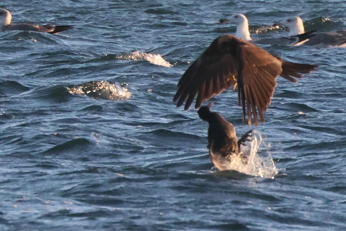 Rohrweihe - ML646167025