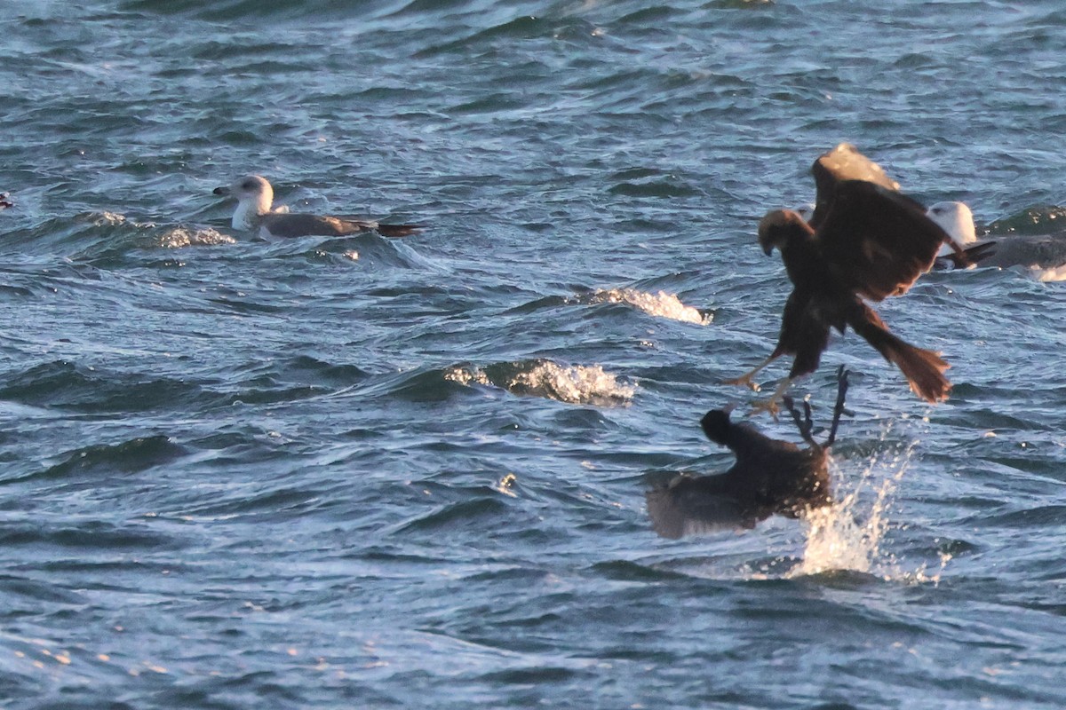 Rohrweihe - ML646167026