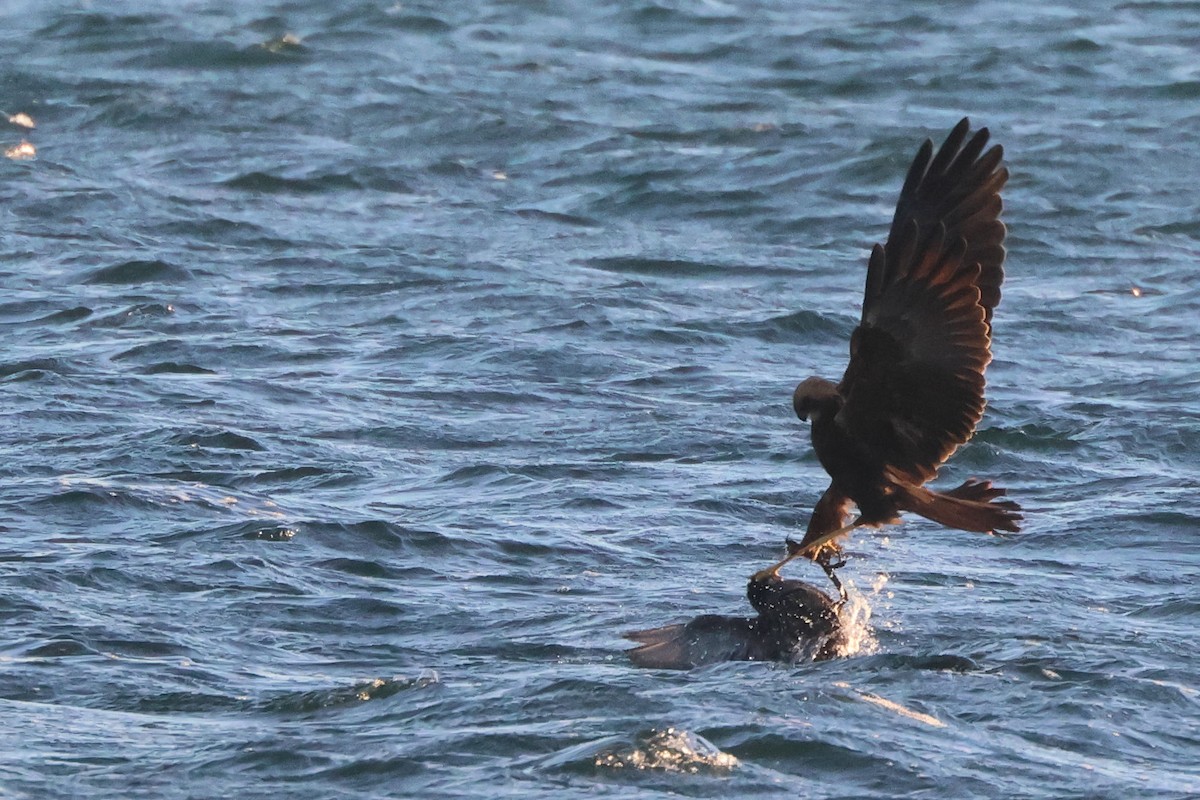 Rohrweihe - ML646167027