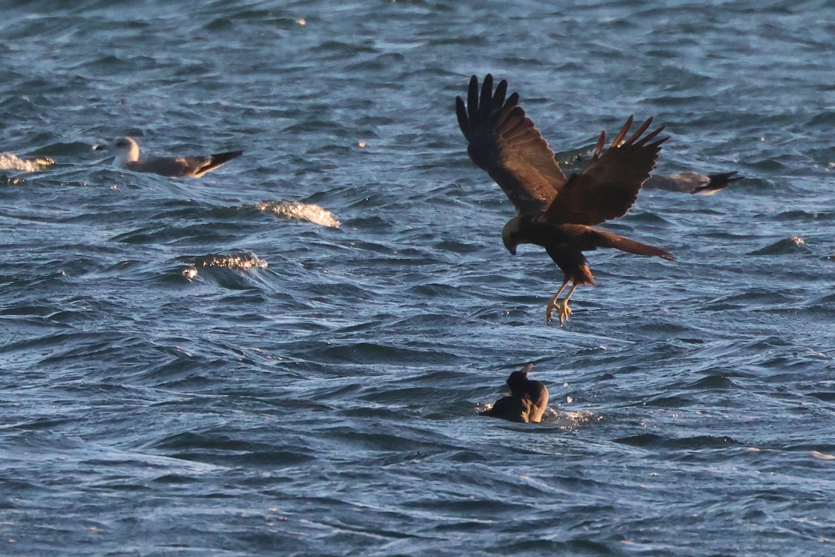 Rohrweihe - ML646167028