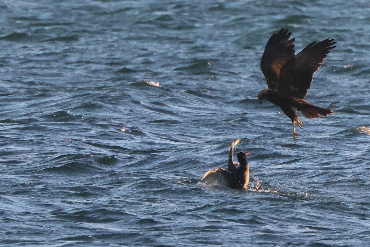 Rohrweihe - ML646167029