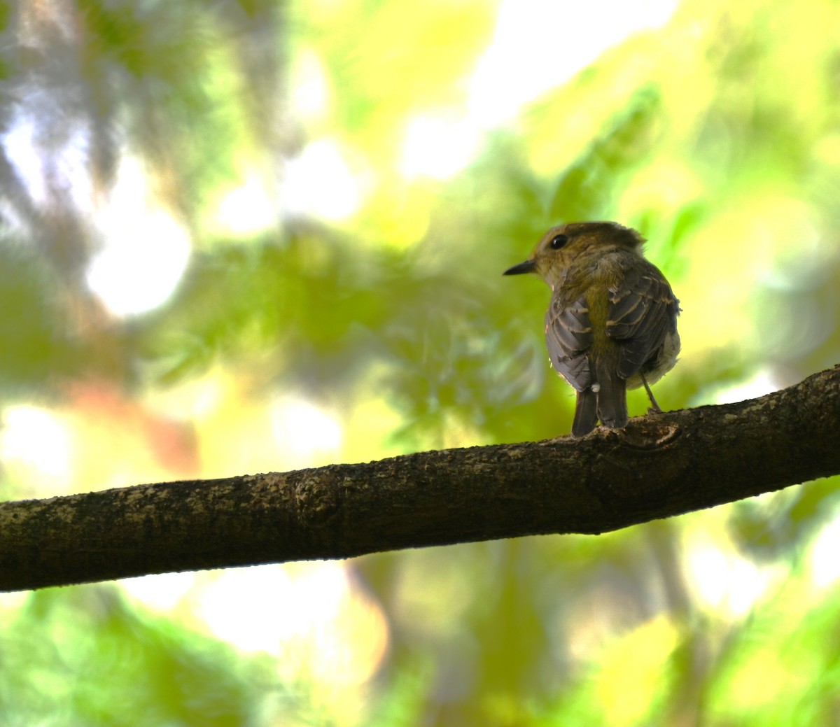 Narzissenschnäpper - ML646167030