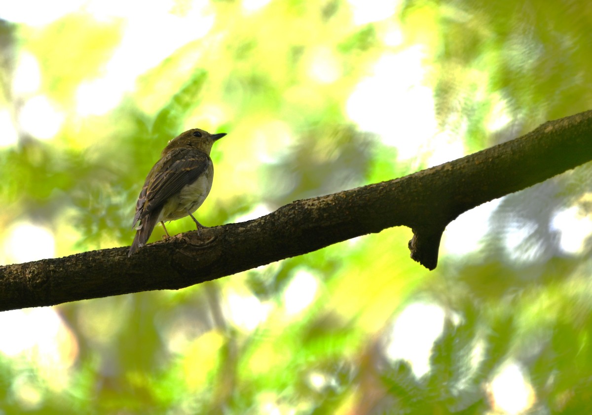 Narzissenschnäpper - ML646167031