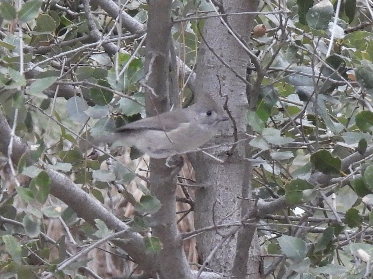 Eichenmeise - ML646167033