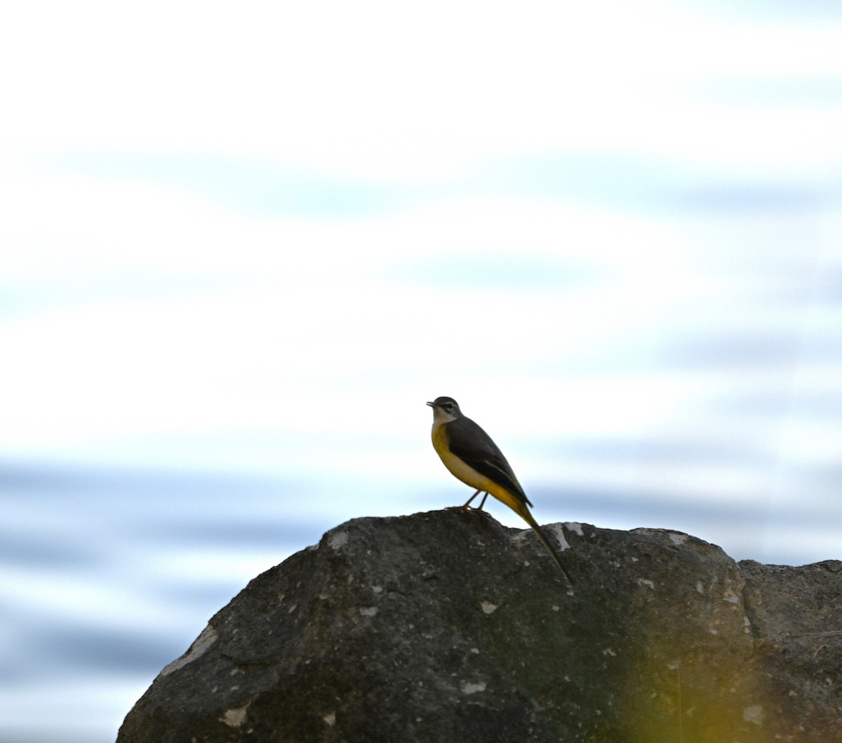 Gebirgsstelze - ML646167034