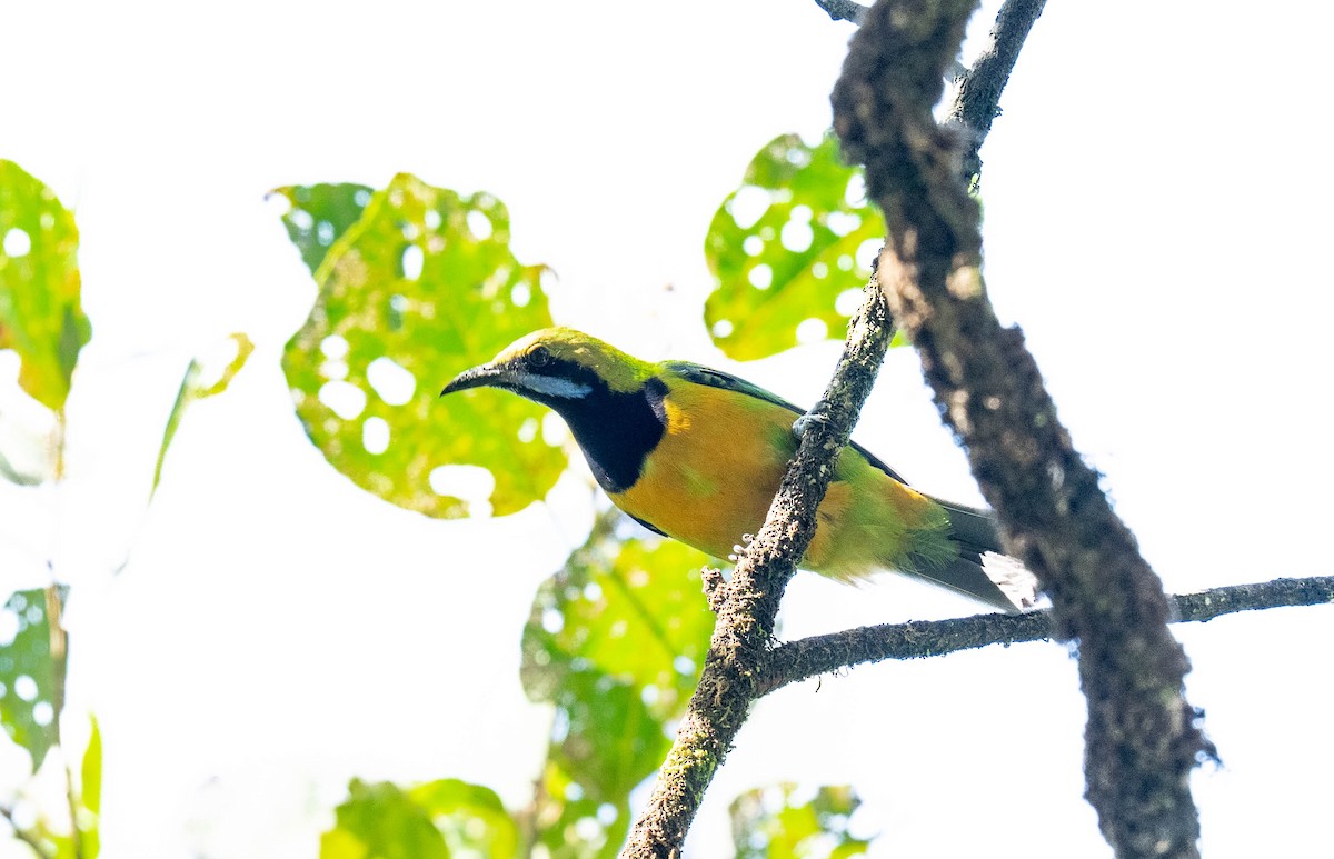 Orangebauch-Blattvogel - ML646167037