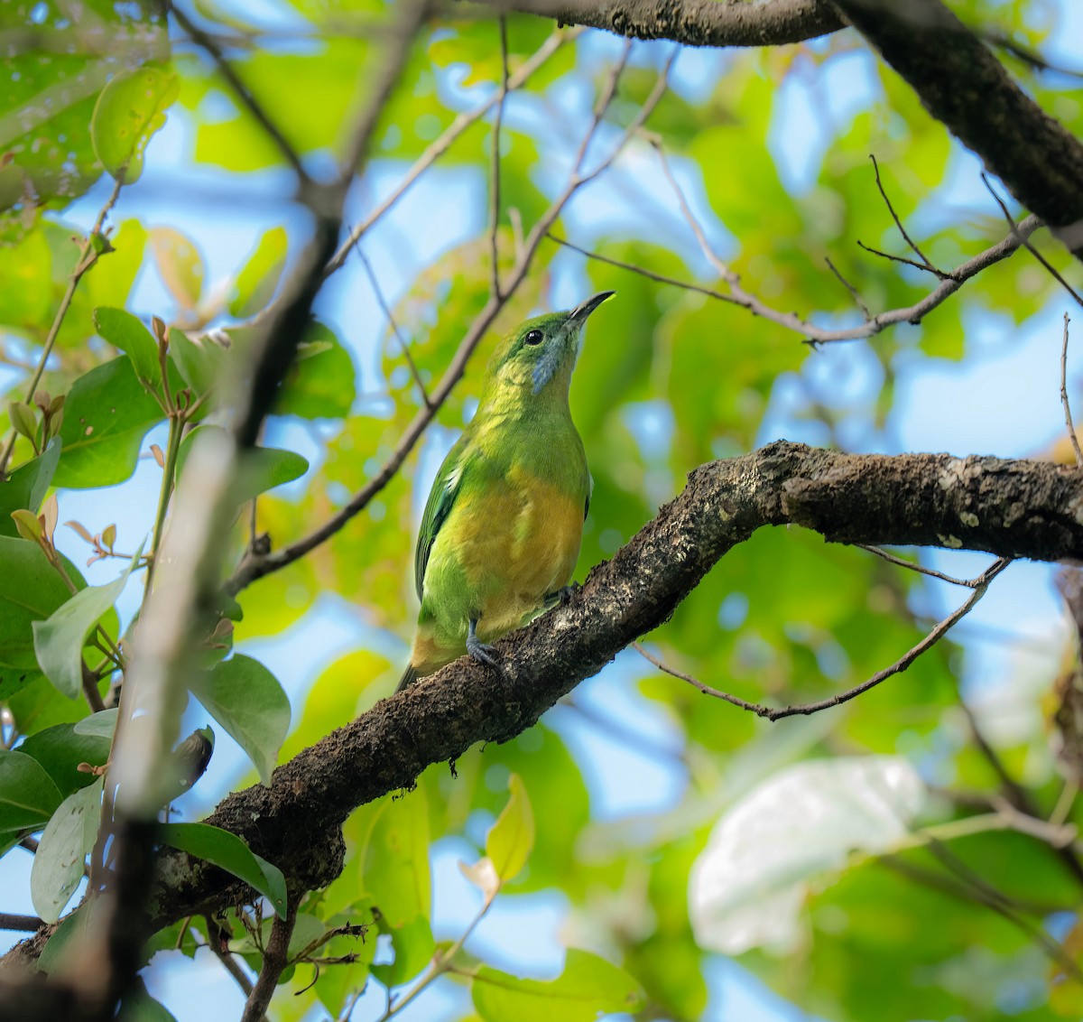 Orangebauch-Blattvogel - ML646167038