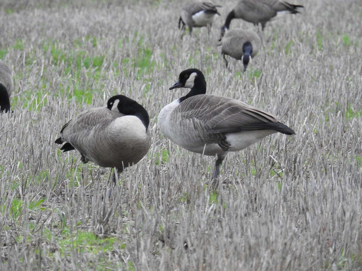 Zwergkanada-/Kanadagans - ML646167043