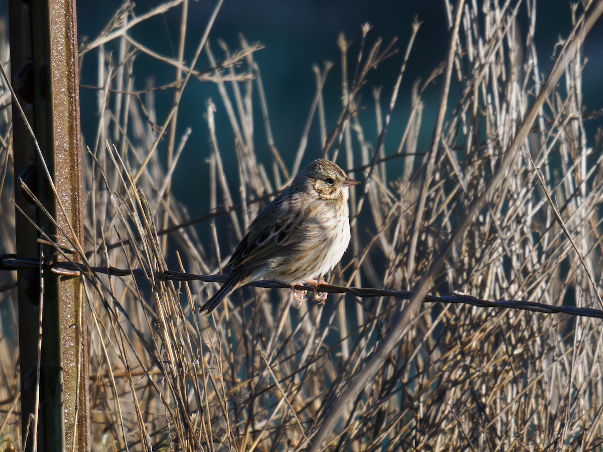 Savannah Serçesi - ML646167046
