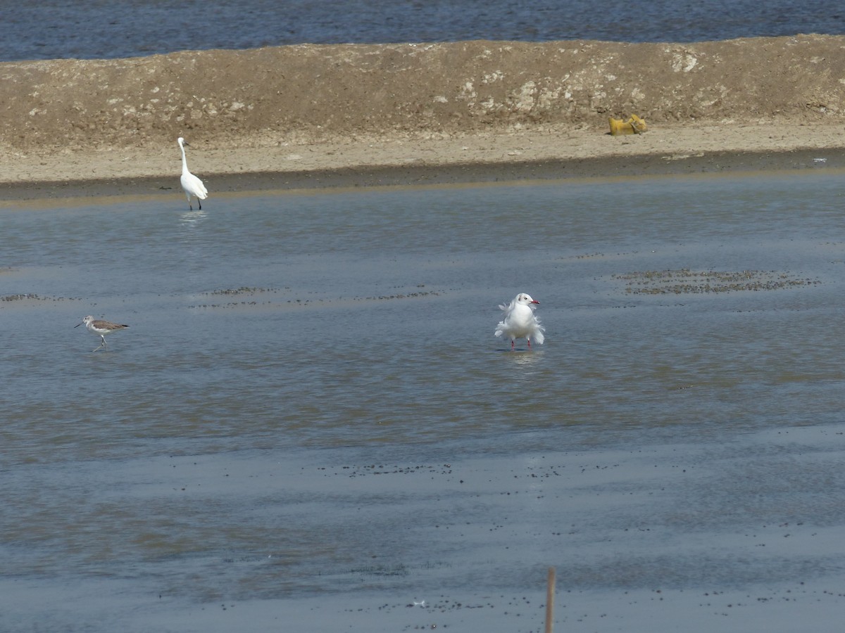 Hint Martısı - ML646167047