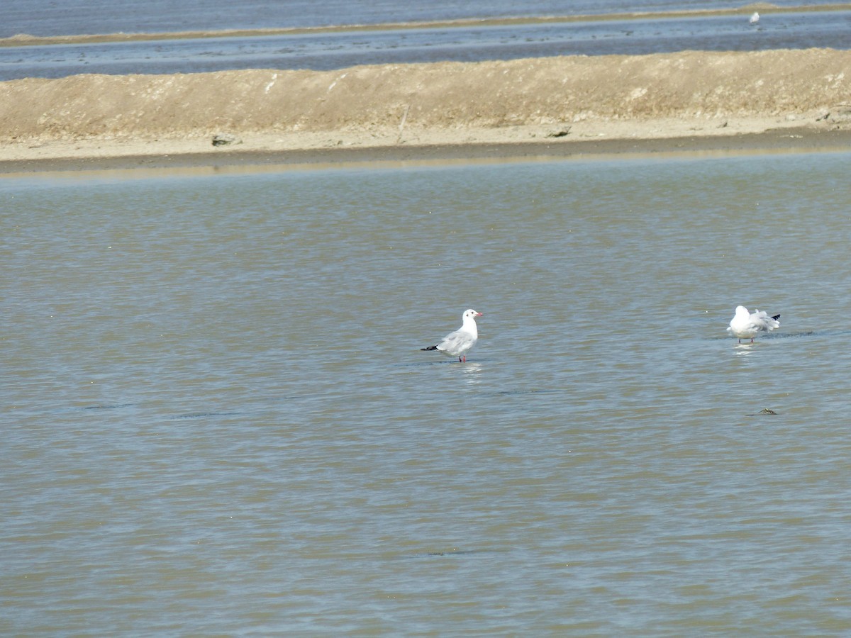 Hint Martısı - ML646167048