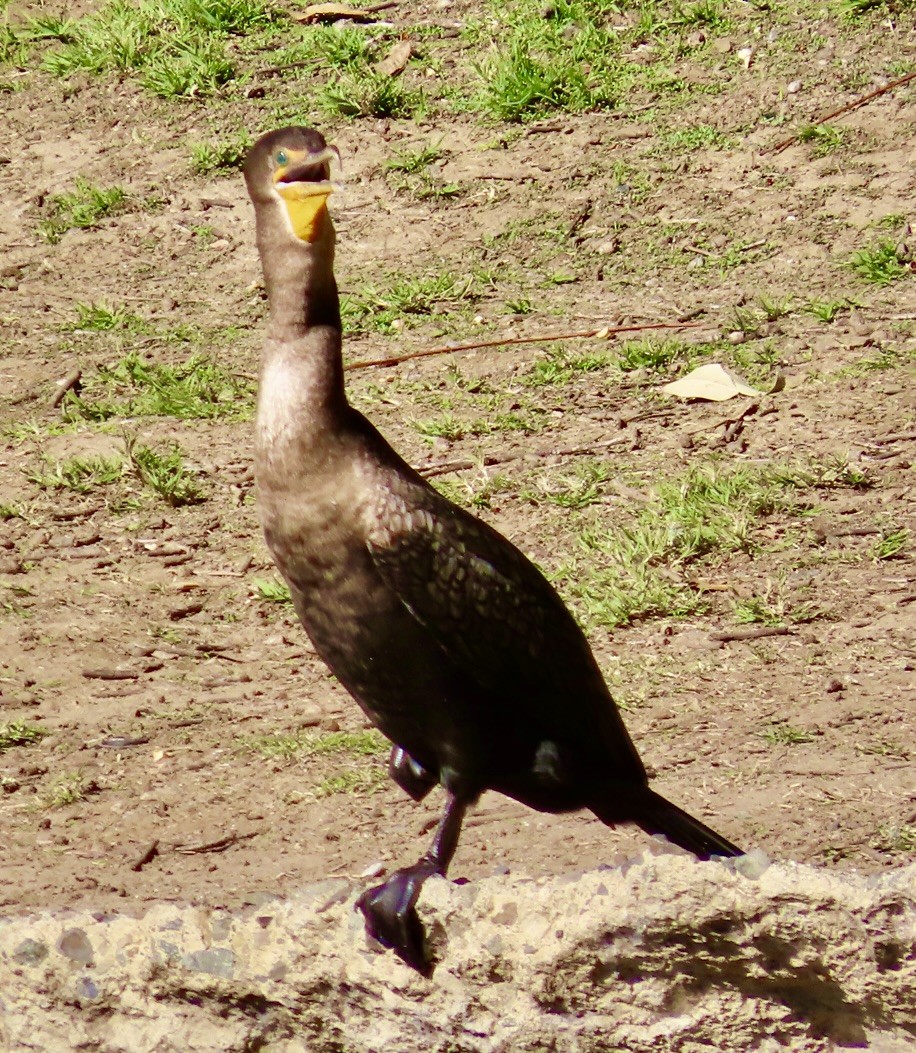 Kulaklı Karabatak - ML646167049