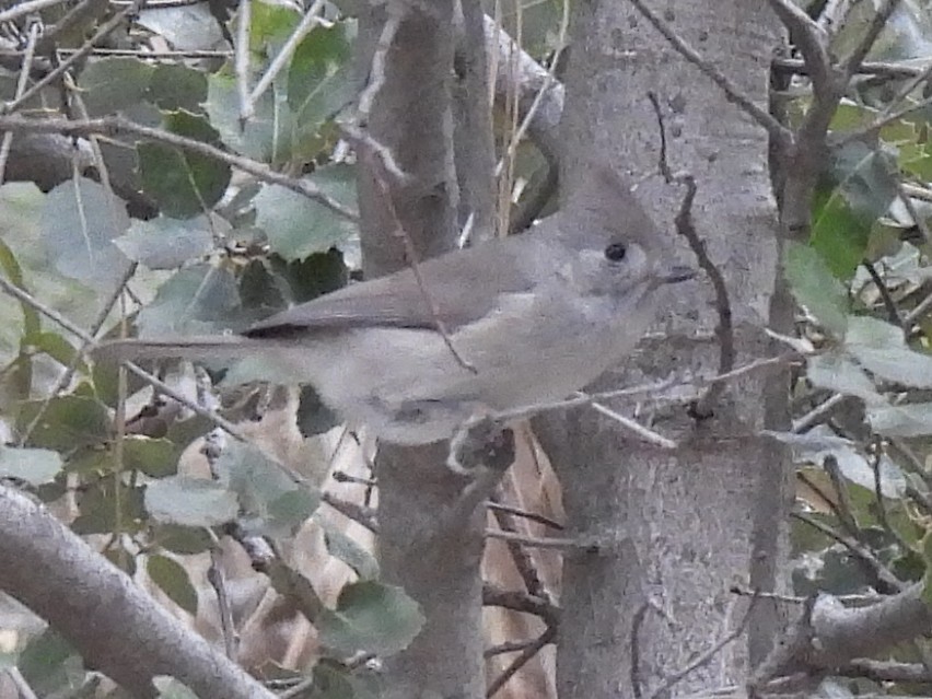 Meşe Baştankarası - ML646167050