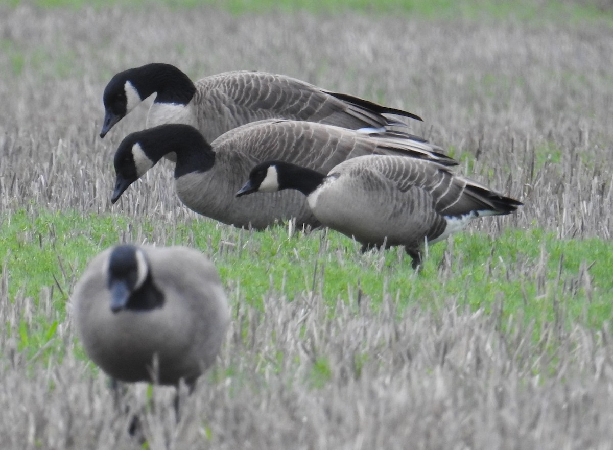 Gıdaklayan Kaz - ML646167052