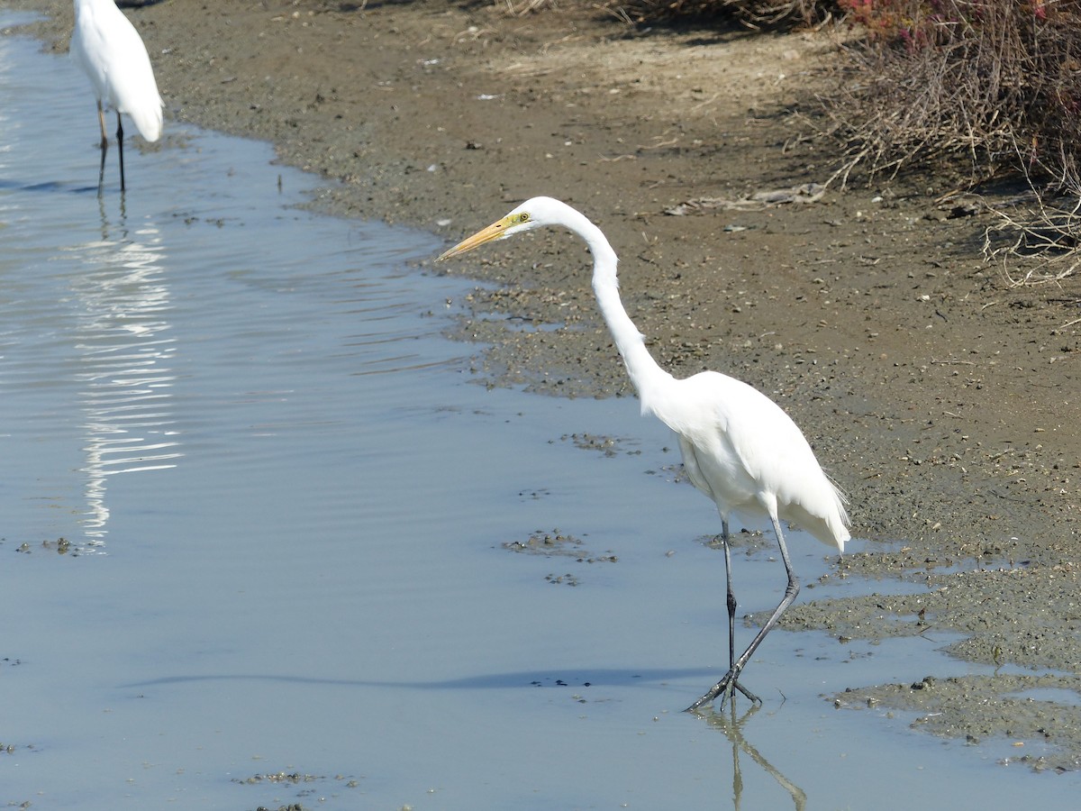 Büyük Ak Balıkçıl - ML646167054