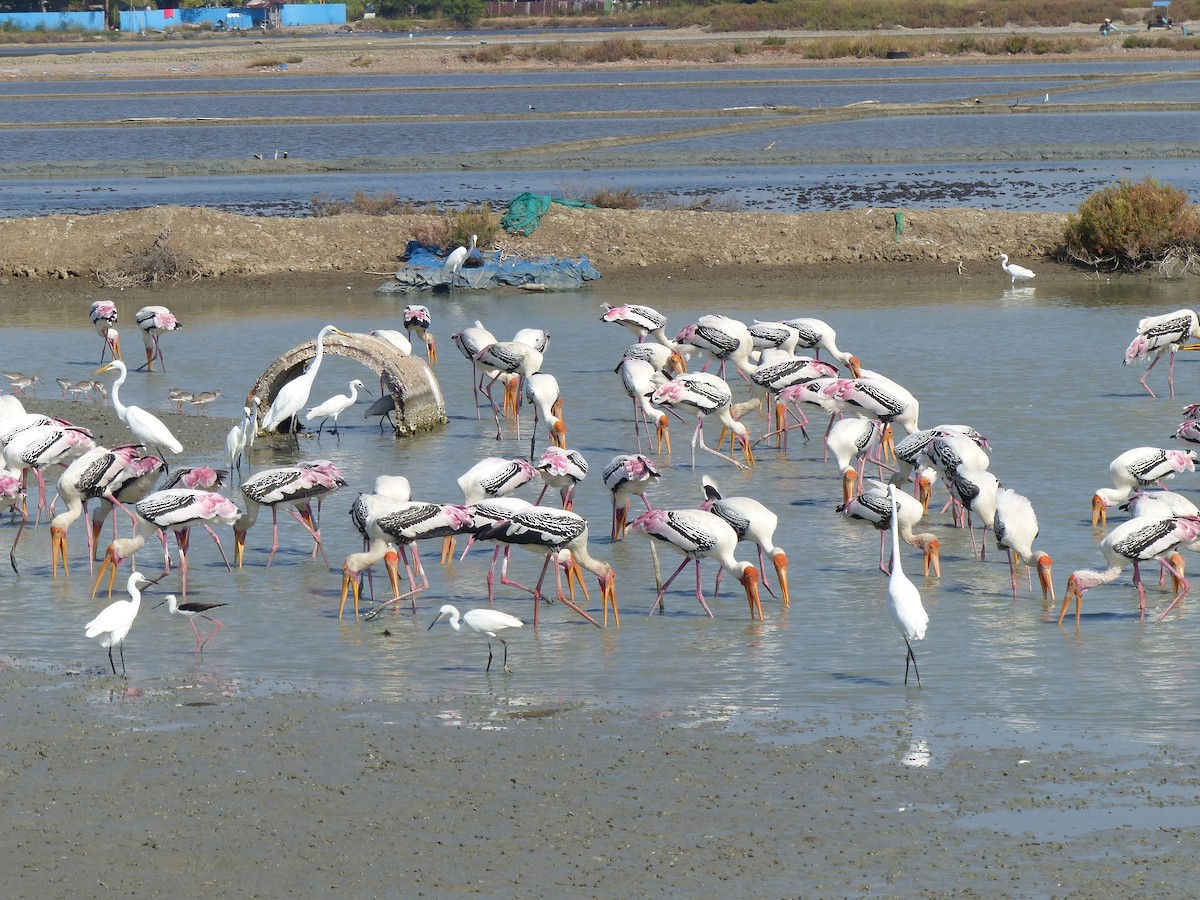 Alaca Leylek - ML646167057