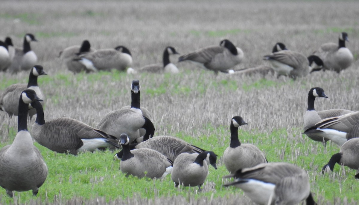 Kanada Kazı - ML646167058