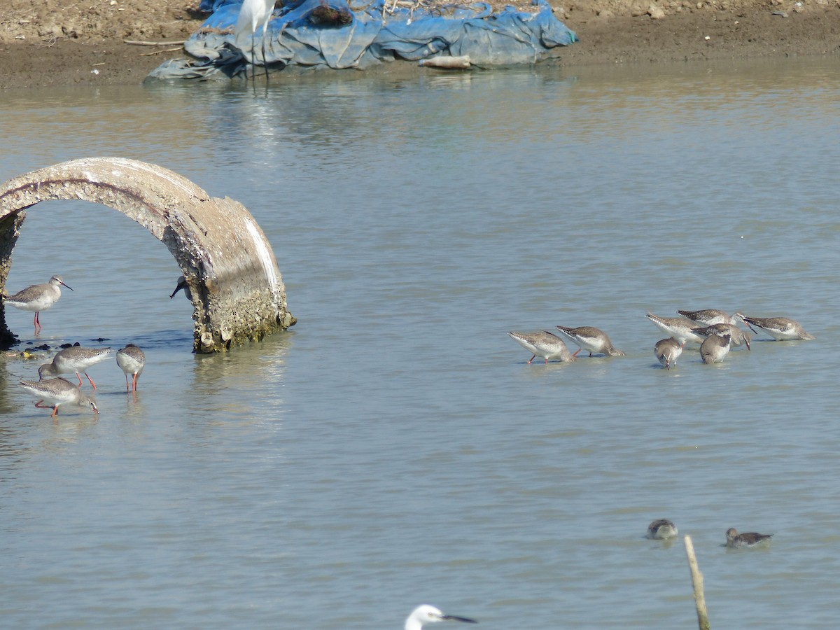 Kara Kızılbacak - ML646167059