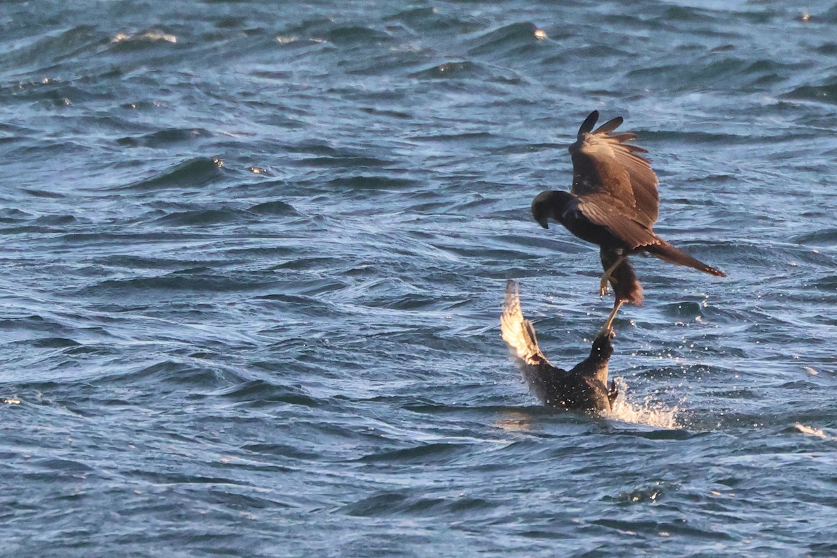 Saz Delicesi - ML646167062