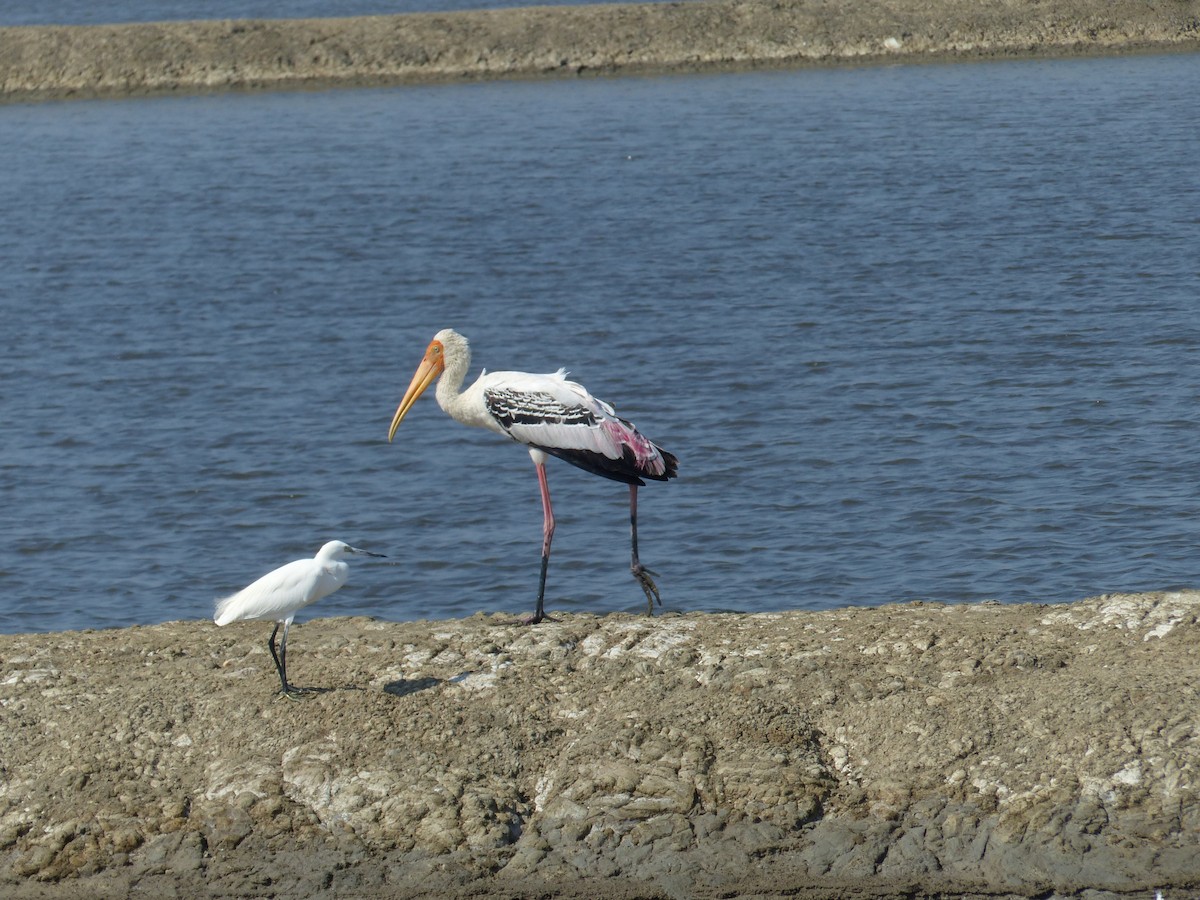 Alaca Leylek - ML646167067