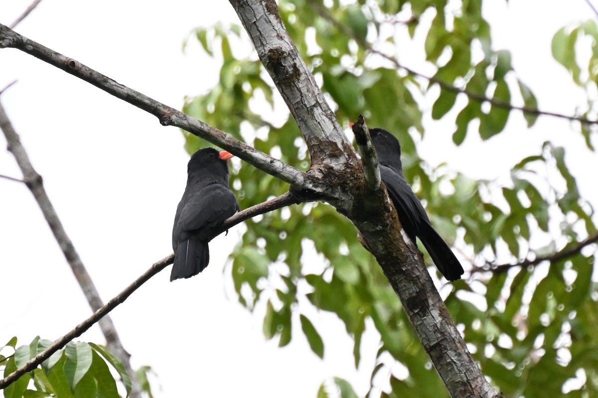 Kara Alınlı Keşişkuşu - ML646167068