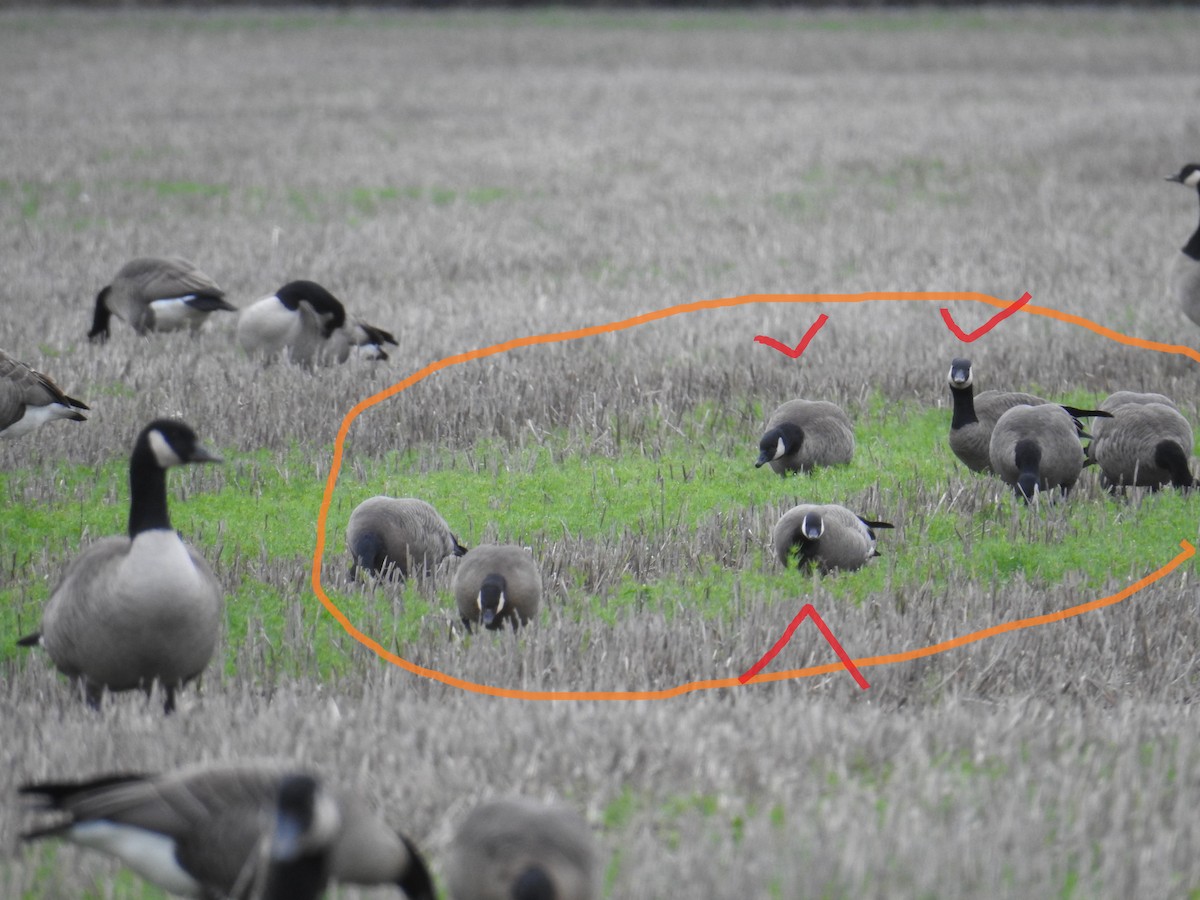 Gıdaklayan Kaz - ML646167069