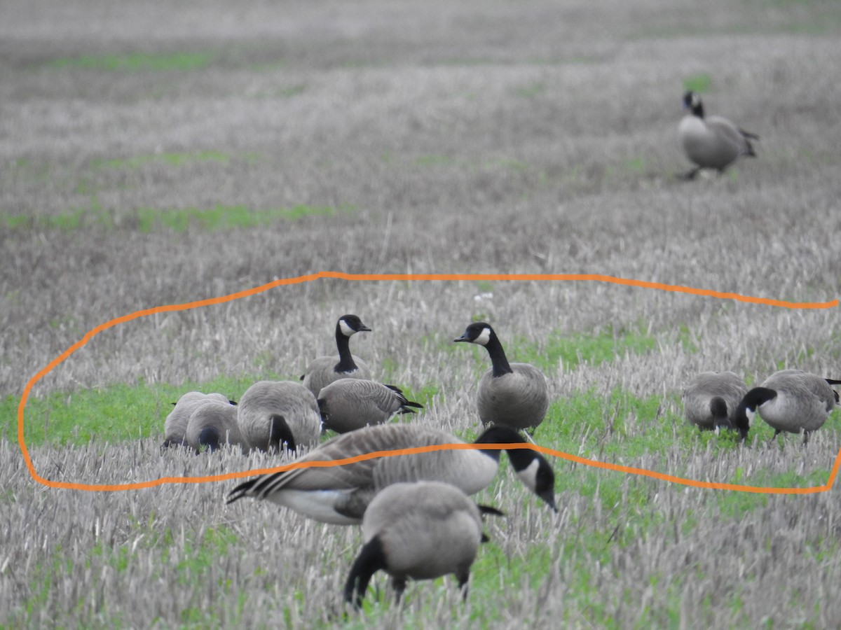 Gıdaklayan Kaz - ML646167070