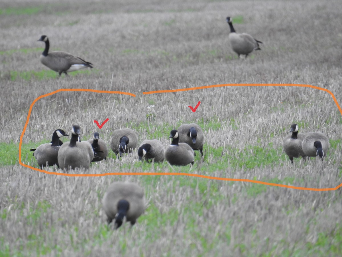 Gıdaklayan Kaz - ML646167071