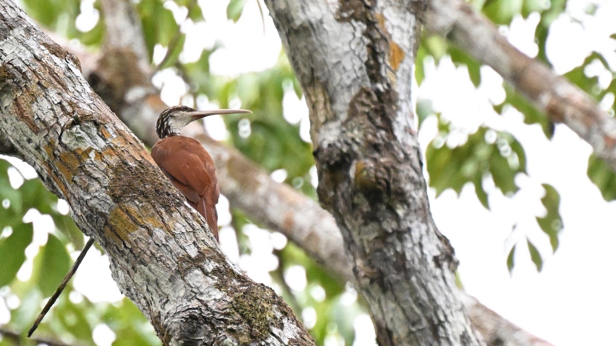 Uzun Gagalı Tırmaşık - ML646167072