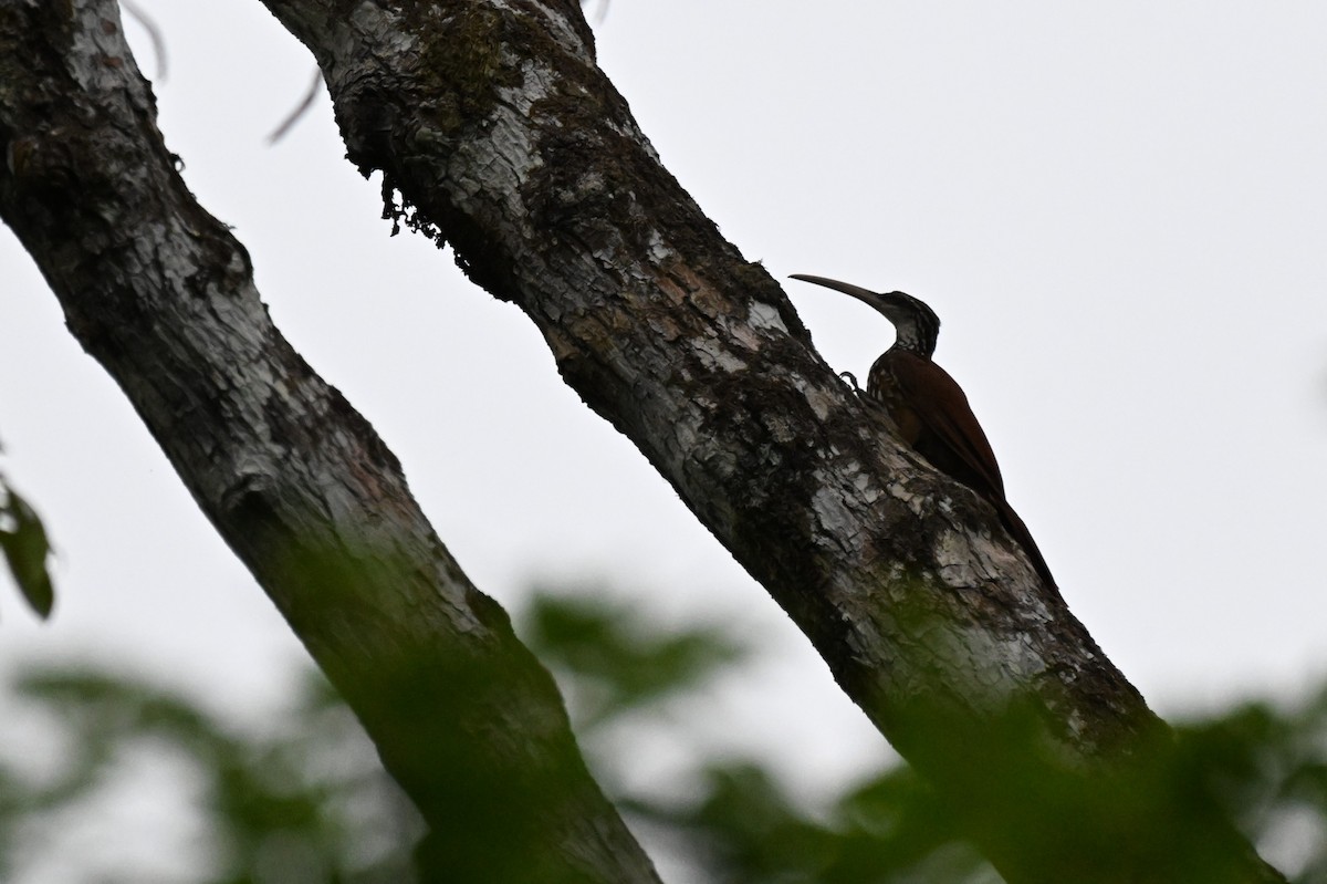 Uzun Gagalı Tırmaşık - ML646167074