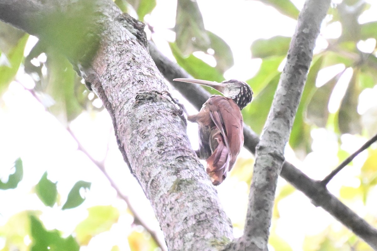 Uzun Gagalı Tırmaşık - ML646167075