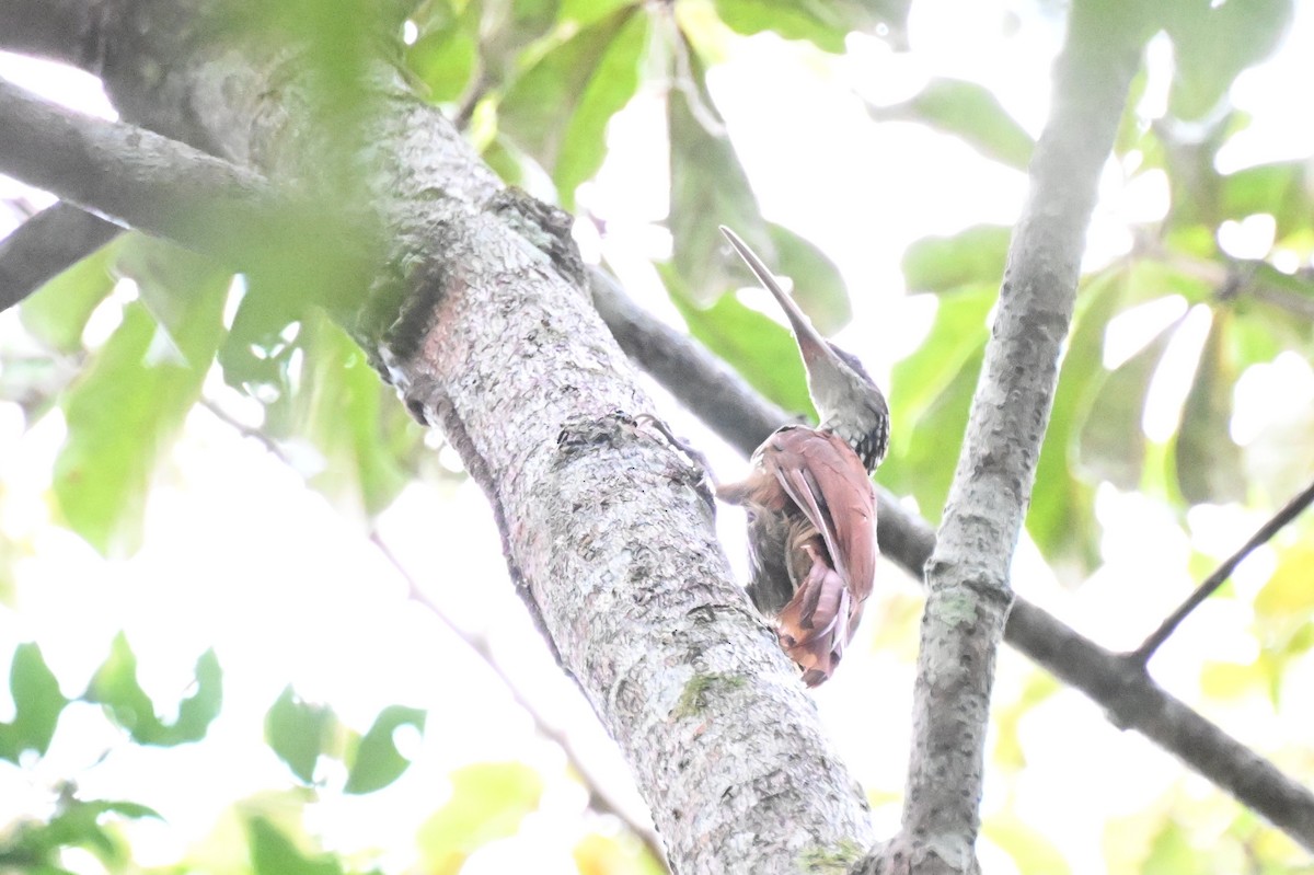 Uzun Gagalı Tırmaşık - ML646167076