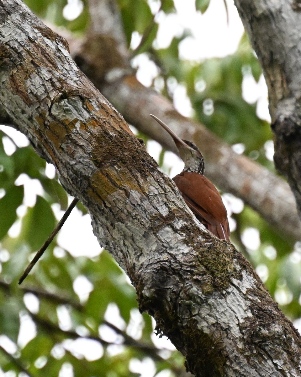 Uzun Gagalı Tırmaşık - ML646167077