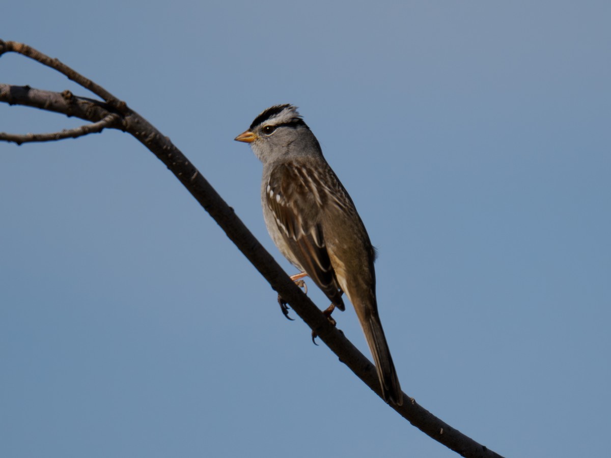 strnadec bělopásý - ML646167080