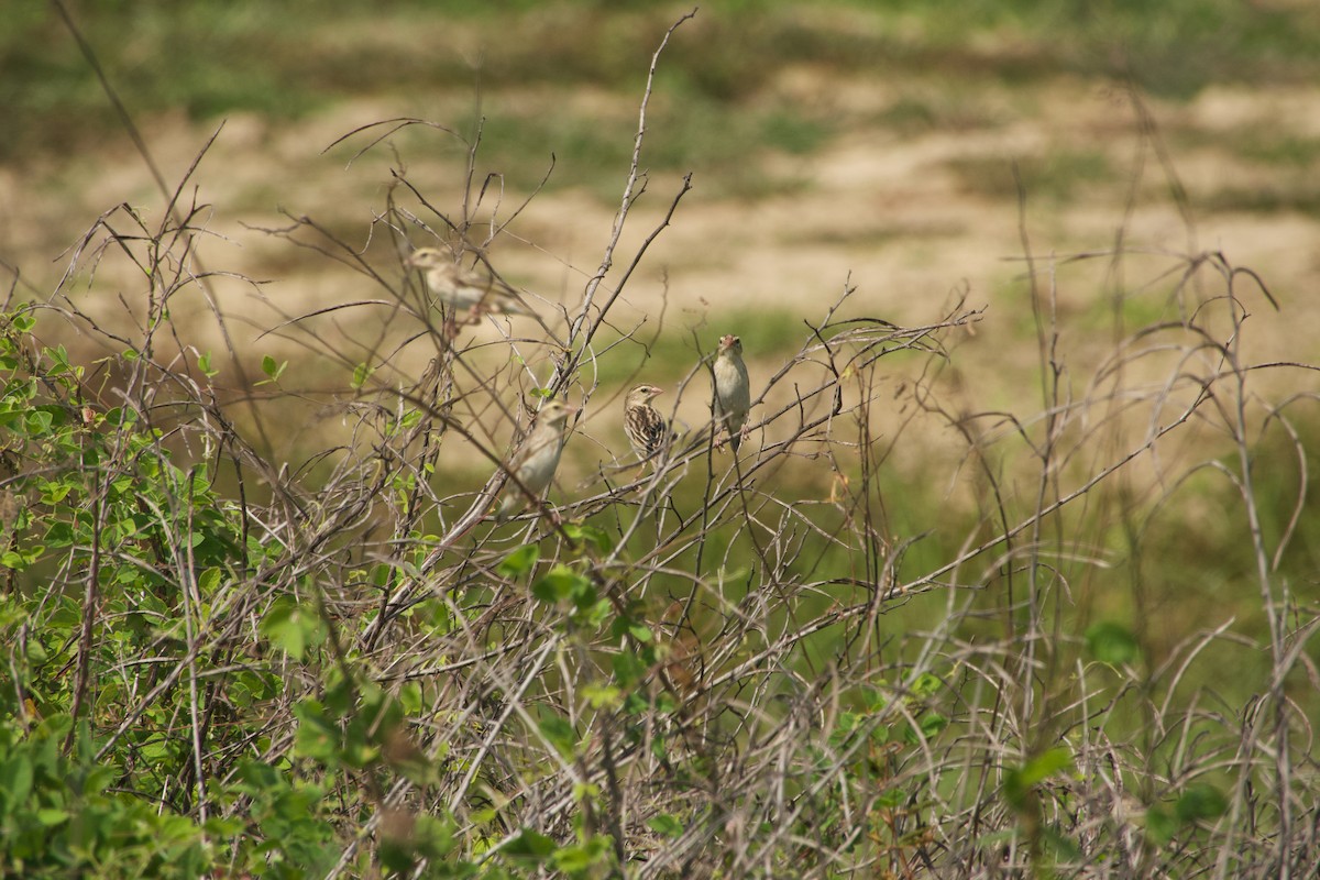 Black-winged Bishop - ML646167081