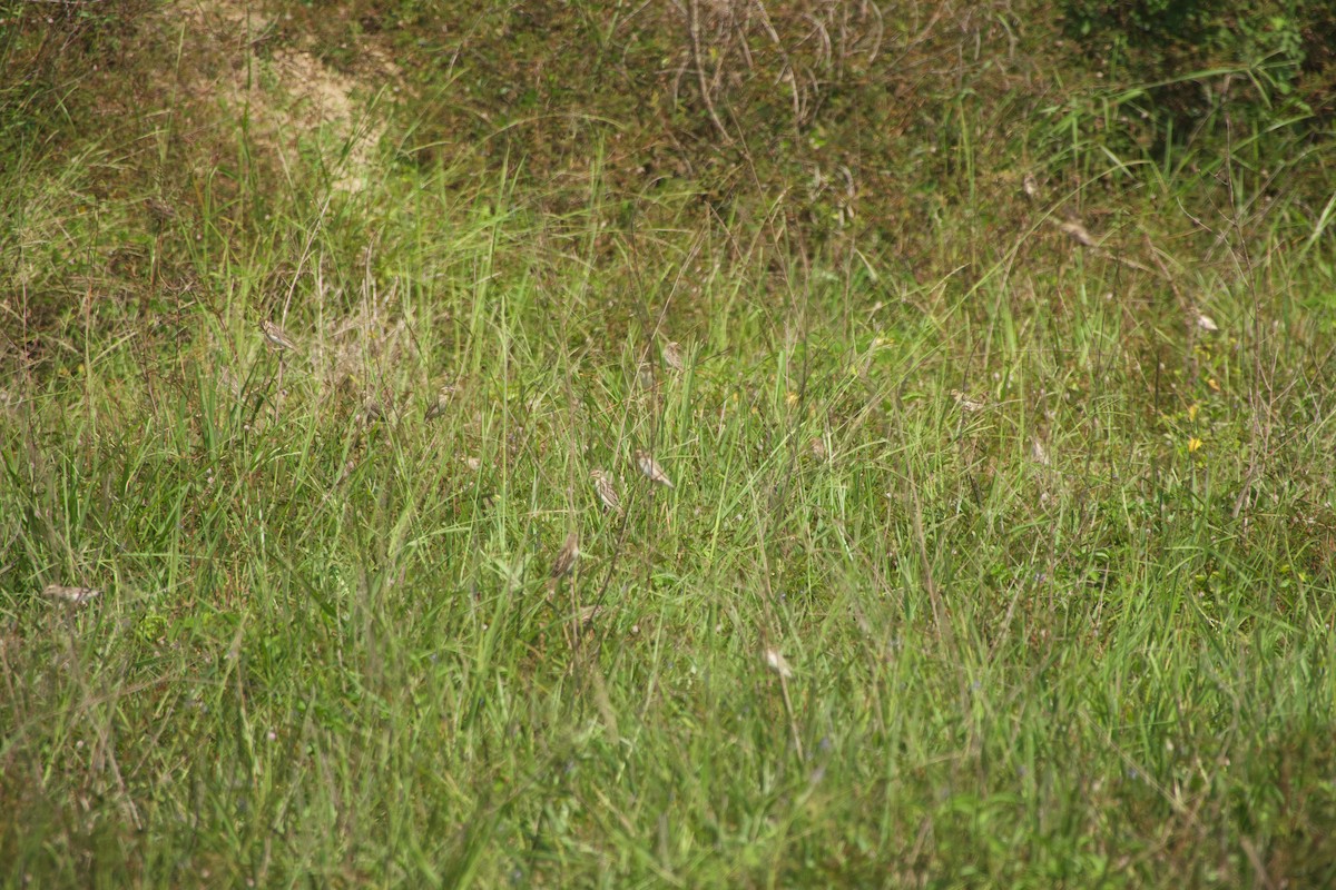 Black-winged Bishop - ML646167085